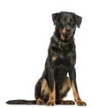 Beauceron sitting down, isolated on white background Royalty Free Stock Photo