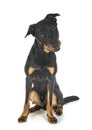 Beauceron in studio Royalty Free Stock Photo