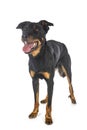 Beauceron in studio Royalty Free Stock Photo