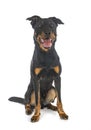 Beauceron in studio Royalty Free Stock Photo