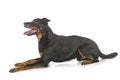 Beauceron in studio Royalty Free Stock Photo