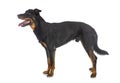 Beauceron in studio Royalty Free Stock Photo