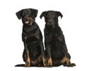 Beauceron, 6 years and 10 years old Royalty Free Stock Photo