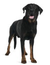 Beauceron, 5 years old, standing in front of white background Royalty Free Stock Photo
