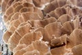 Beaufitul Phellinus robustus mushrooms on a tree Royalty Free Stock Photo