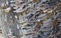 Beaufitul Phellinus robustus mushrooms on a tree Royalty Free Stock Photo