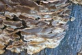 Beaufitul Phellinus robustus mushrooms on a tree Royalty Free Stock Photo