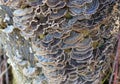 Beaufitul Phellinus robustus mushrooms on a tree Royalty Free Stock Photo