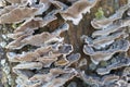 Beaufitul Phellinus robustus mushrooms on a tree Royalty Free Stock Photo