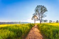 Beauftiful landscape of grass Royalty Free Stock Photo