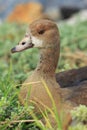 Beauftiful Wild Duck in Cape Town Royalty Free Stock Photo