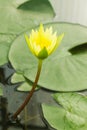 Beauful Lotus flowers