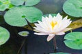 Beauful Lotus flowers