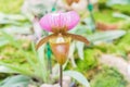Beauful Orchid flowers Royalty Free Stock Photo