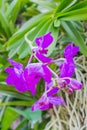 Beauful Orchid flowers Royalty Free Stock Photo