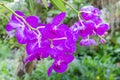 Beauful Orchid flowers Royalty Free Stock Photo
