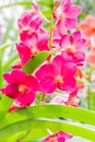 Beauful Orchid flowers