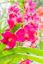 Beauful Orchid flowers Royalty Free Stock Photo
