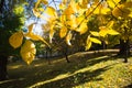 Beauiful autumn landscape