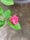 beauiful rose flower