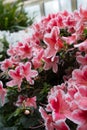 Beauiful spring flowers azalea or Rhododendron simsii Madame Theo Simon