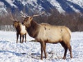 Beauitful elk walking through snow outside of Girdwood, Alaska, in the winter.