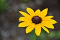 Beauitful Flowering Black Eyed Susan Flower Blossom