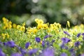 Beauitful Pancy flowers field in the morning sunrise while summer