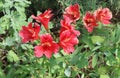 beauitful red flowers