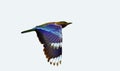 Beauitful shot of a purple roller bird on a white background
