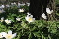 The beauitful white spring flowers of Anemone nemorosa