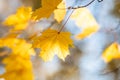 Beauitful yellow maple leves on a tree