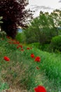 Wild poppies flowers on the filed Royalty Free Stock Photo