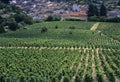 Beaujolais Royalty Free Stock Photo