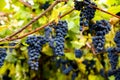 Red black bunches Pinot Noir grapes growing in vineyard with blurred background and copy space. Harvesting in the vineyards