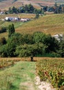 Beaujolais vineyard, France Royalty Free Stock Photo