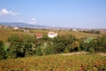 Beaujolais vineyard, France Royalty Free Stock Photo