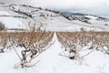 Beaujolais vineyard under snow Royalty Free Stock Photo