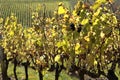 Beaujolais vineyards (france)