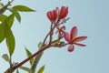 The beaultiful plumeria, pink flower