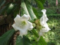 Beaumontia grandiflora flower.