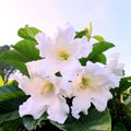 Beaumontia grandifora (Easter lily vine)  impressive large flowers in full bloom. Royalty Free Stock Photo