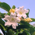 A rare flower, Beaumontia grandifora (Easter Lily vine) flowers and buds, with large vibrant glossy leaves