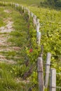 Beaune vines Royalty Free Stock Photo