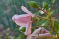 Beauriful blooming pink rose in the garden