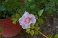 Beauriful blooming pink rose in the garden