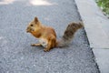 Beauriful fluffy red squirrel portrait closeup in park.