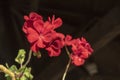 Beauriful red geranium flowers, on dark background Royalty Free Stock Photo