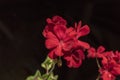 Beauriful red geranium flowers, on dark background Royalty Free Stock Photo