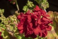 Beauriful red geranium flowers, on dark background